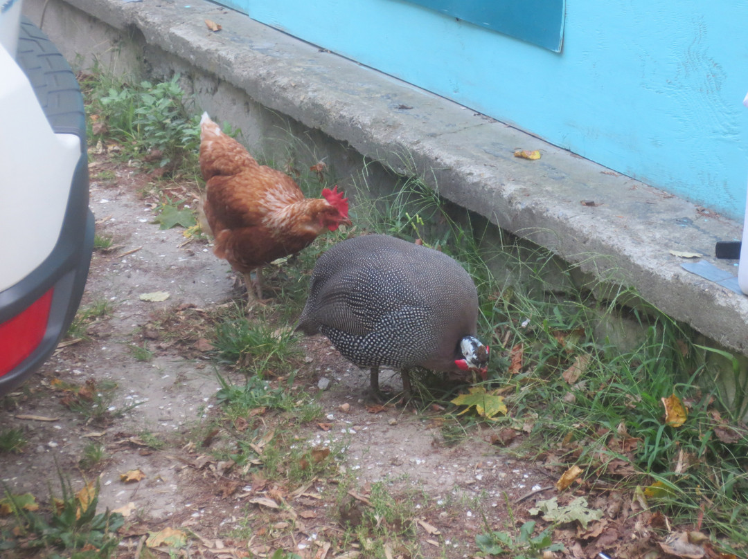 Fantastic Umbrella Factory-Charlestown必去景点