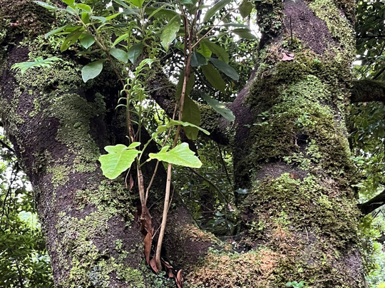 Madeira Fauna & Flora-沙尔必去景点