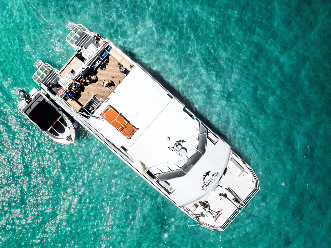 Dolphin Wild Island Cruises-布里斯班必去景点