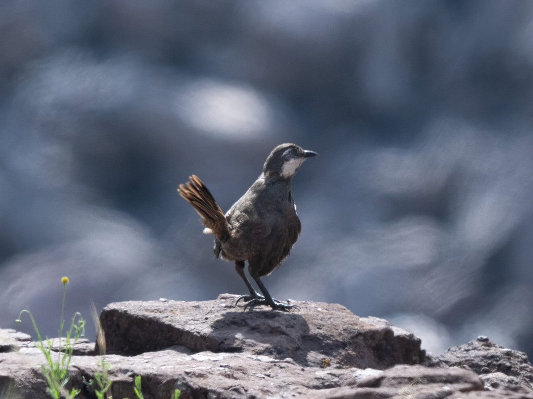 Parque La Giganta-Panquehue必去景点