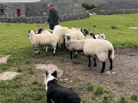 Killarney Guided Tours-基拉尼必去景点