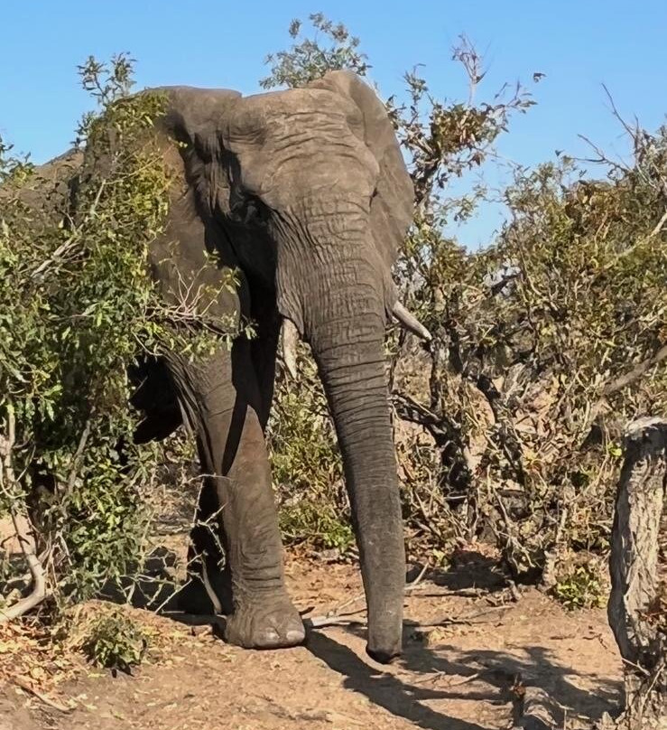 Thabamati Luxury Tented Camp主图