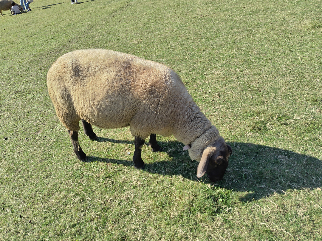 Shaun the Sheep Farm Garden-米原市必去景点