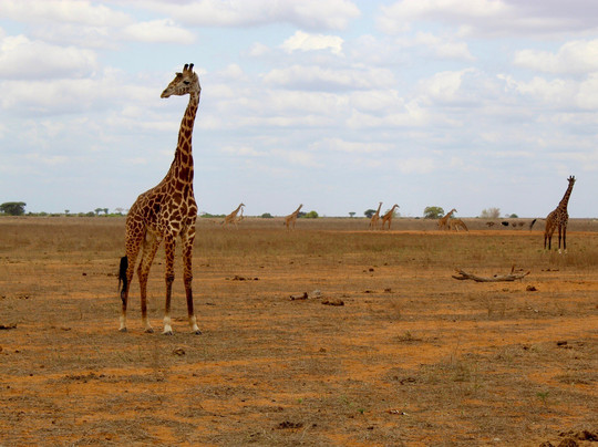 Dreaming Kenya con Bancomat-瓦塔木必去景点