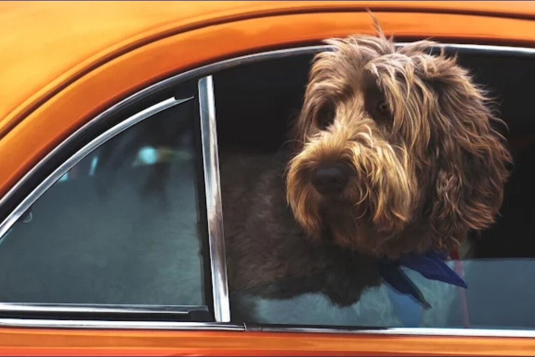 VibeDrive Academy-高贵林市必去景点