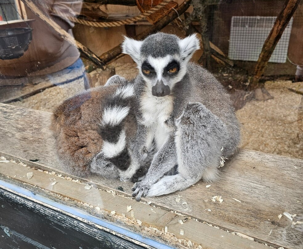 Five Sisters Zoo-West Calder必去景点