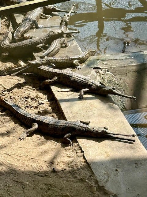Crocodile Breeding Centre-苏拉哈必去景点