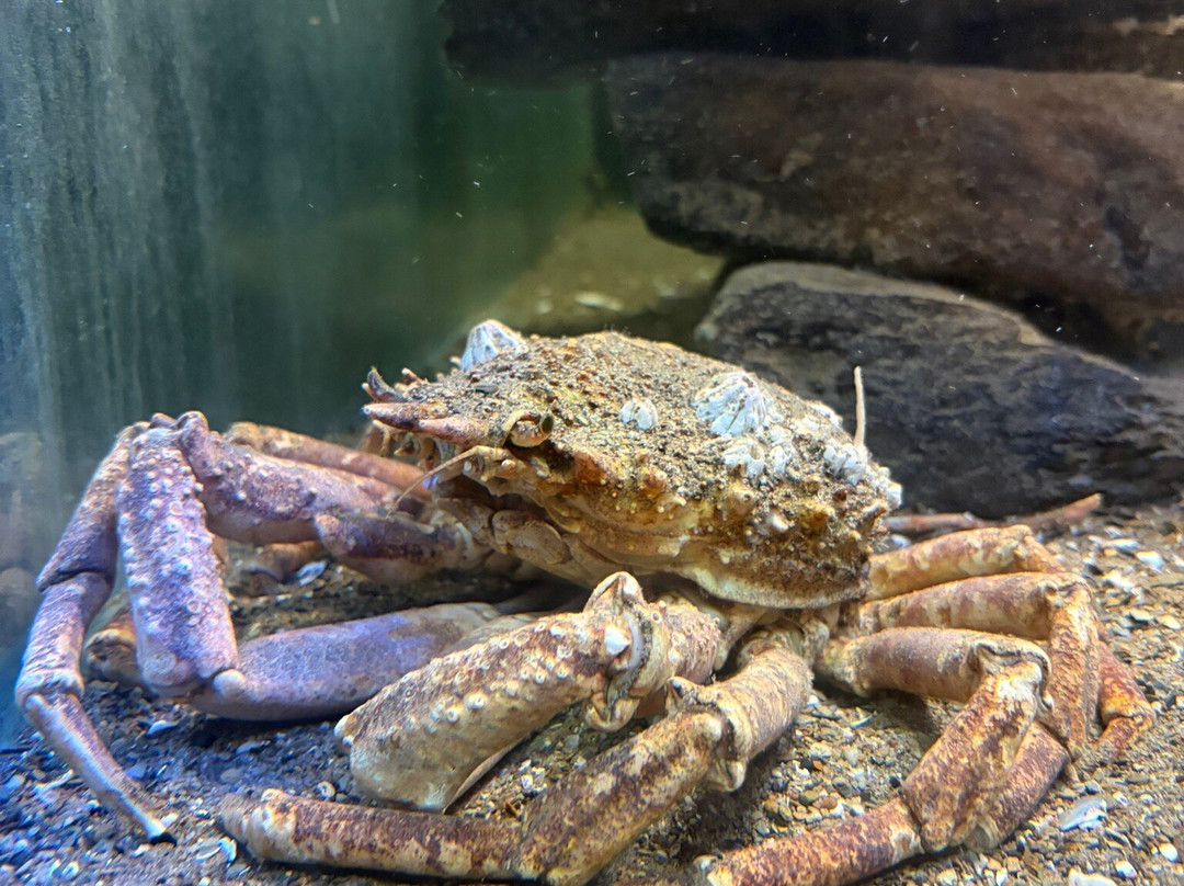 Ilfracombe Aquarium-伊尔弗勒科姆必去景点