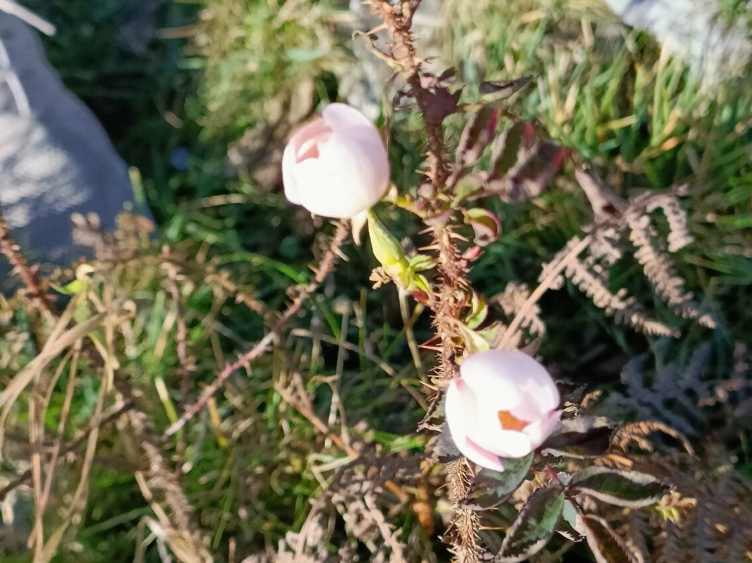The Burren National Park-Corofin必去景点