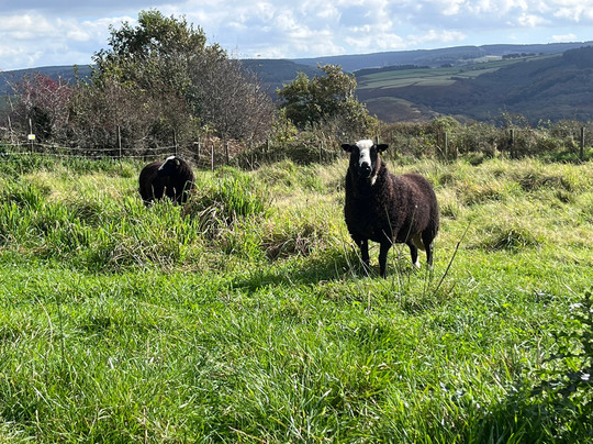 Fedwen Farm-Cwmafan必去景点