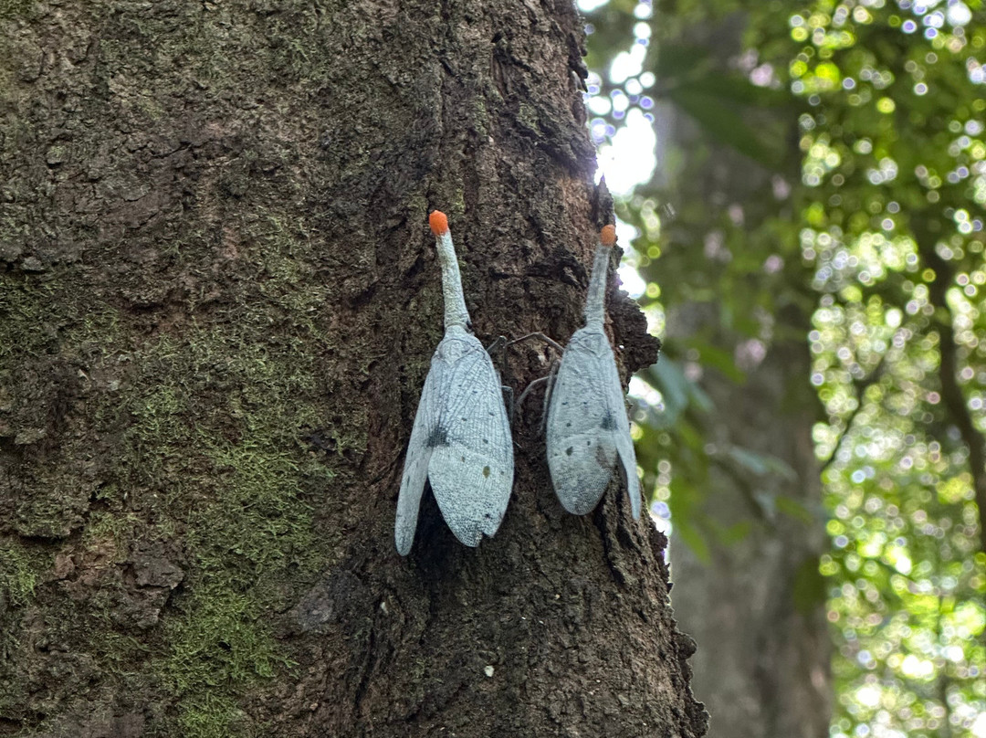 Rudy Ketambe Sumatra Jungle Trekking-Ketambe必去景点