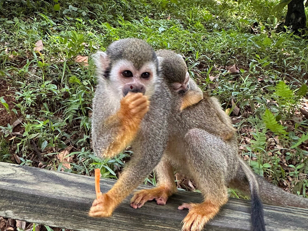 Monkeyland At Samaná-Santa Barbara de Samana必去景点
