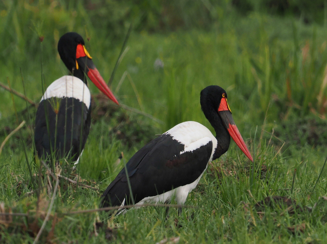Achieve Global Safaris-坎帕拉必去景点