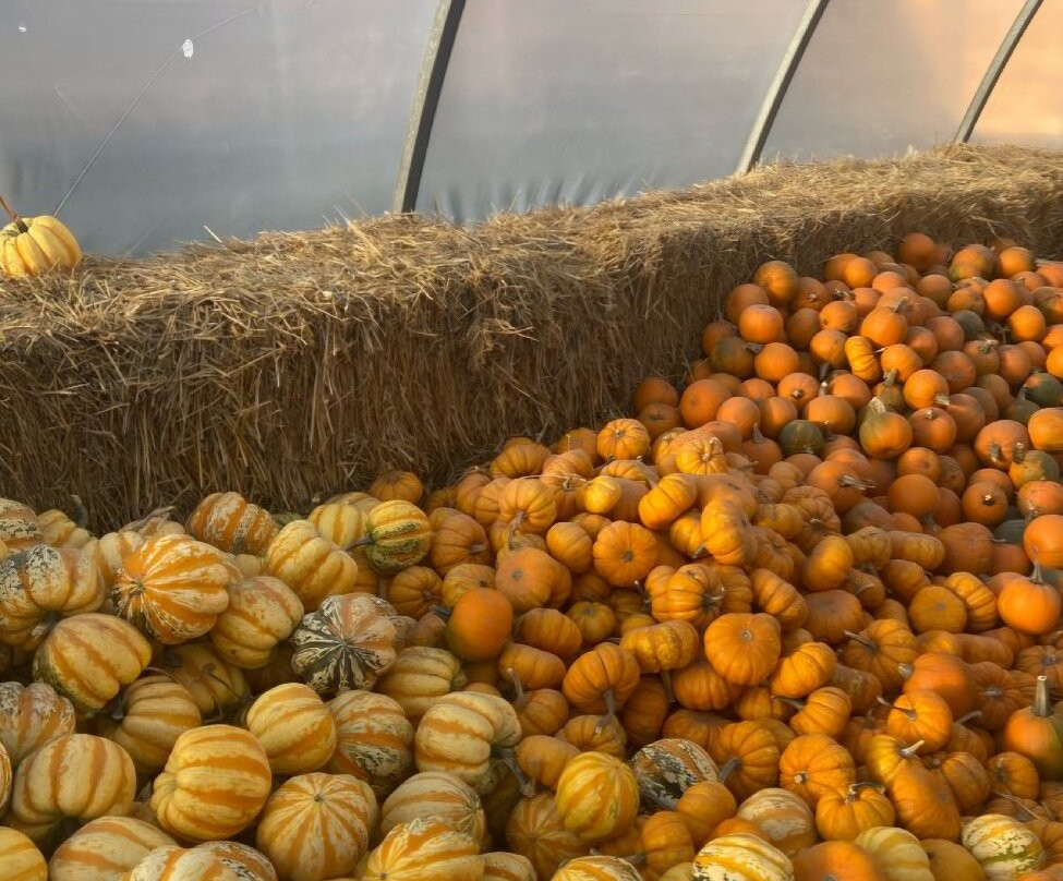 Lincoln Gardens-Lumsden必去景点