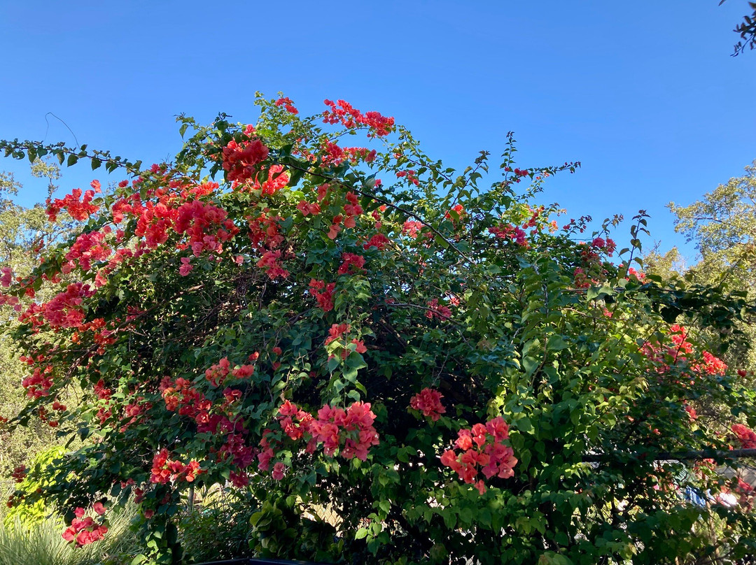 Nature Coast Botanical Gardens & Nursery-Spring Hill必去景点
