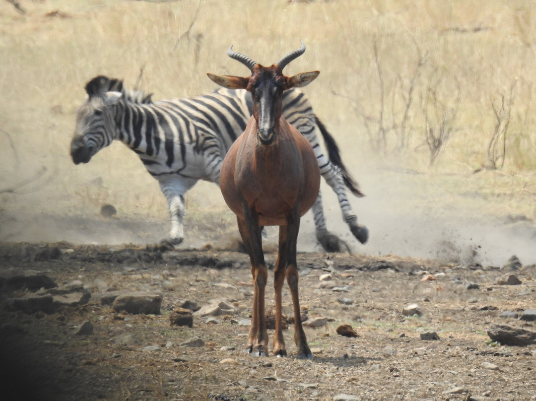 Bearded Heron Safaris-司库库札必去景点