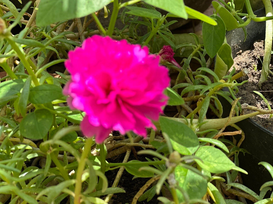 Parque da Cidade-Teresina必去景点