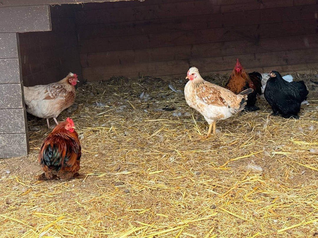 White Elm Garden Centre & Tea Room-Bicknacre必去景点