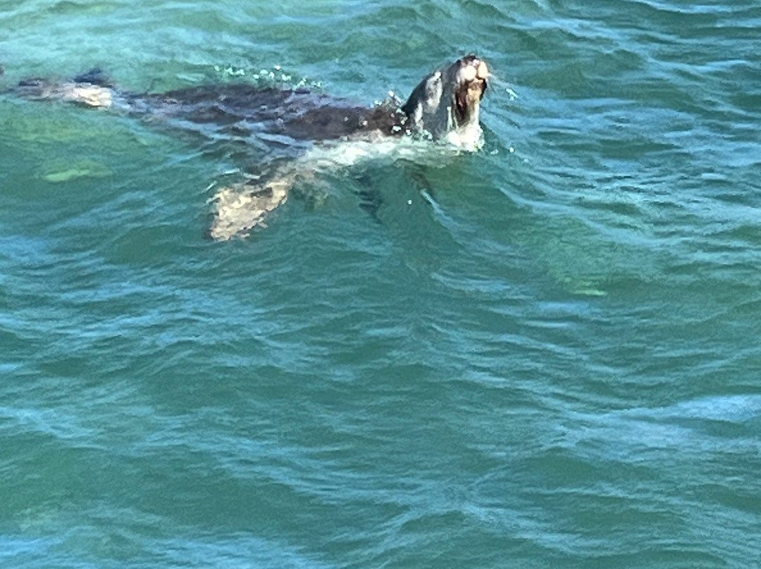 Lobster Shack Sea Lion Tour-塞万提斯必去景点