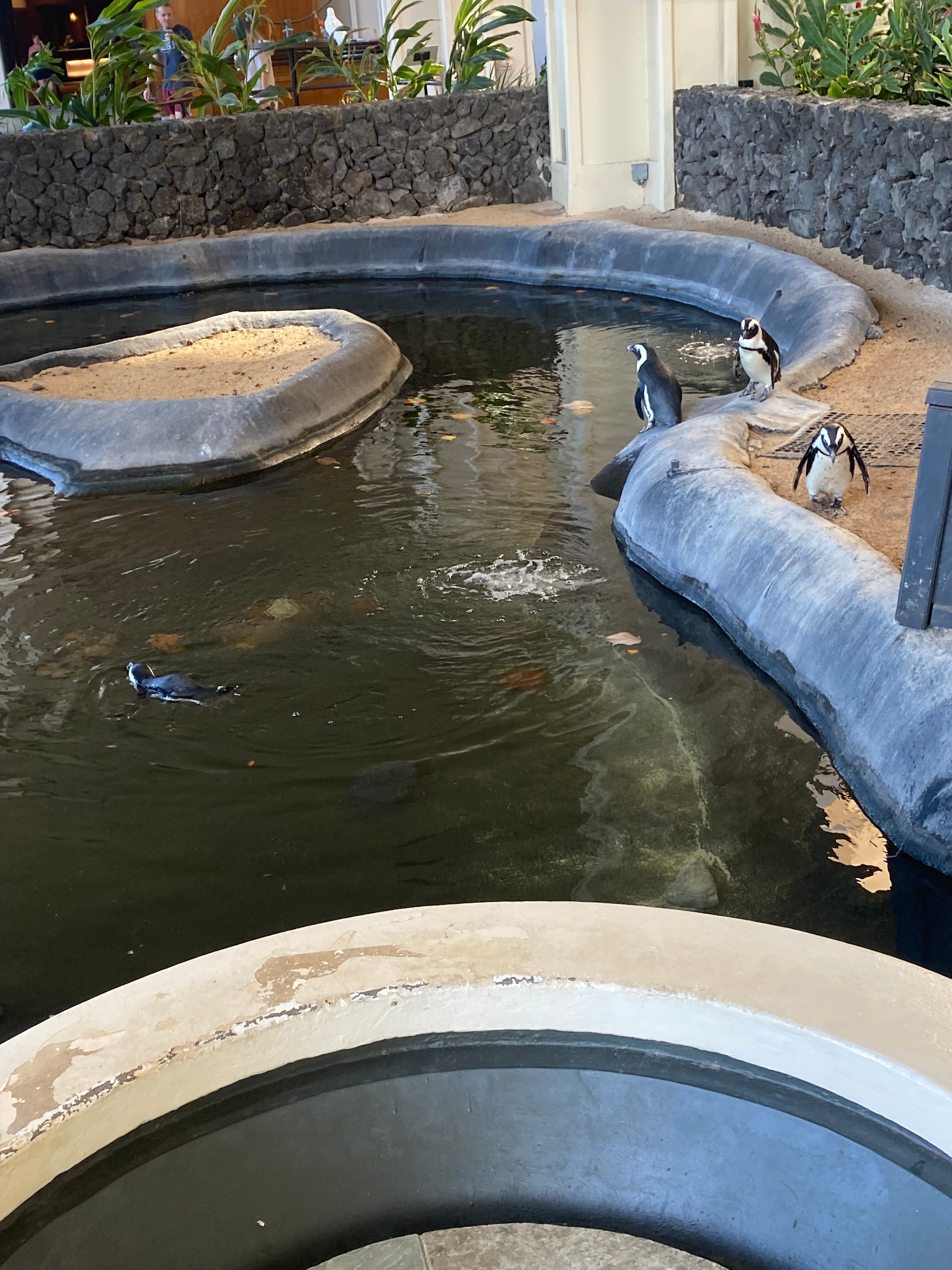 毛伊凯悦水疗度假酒店-官方