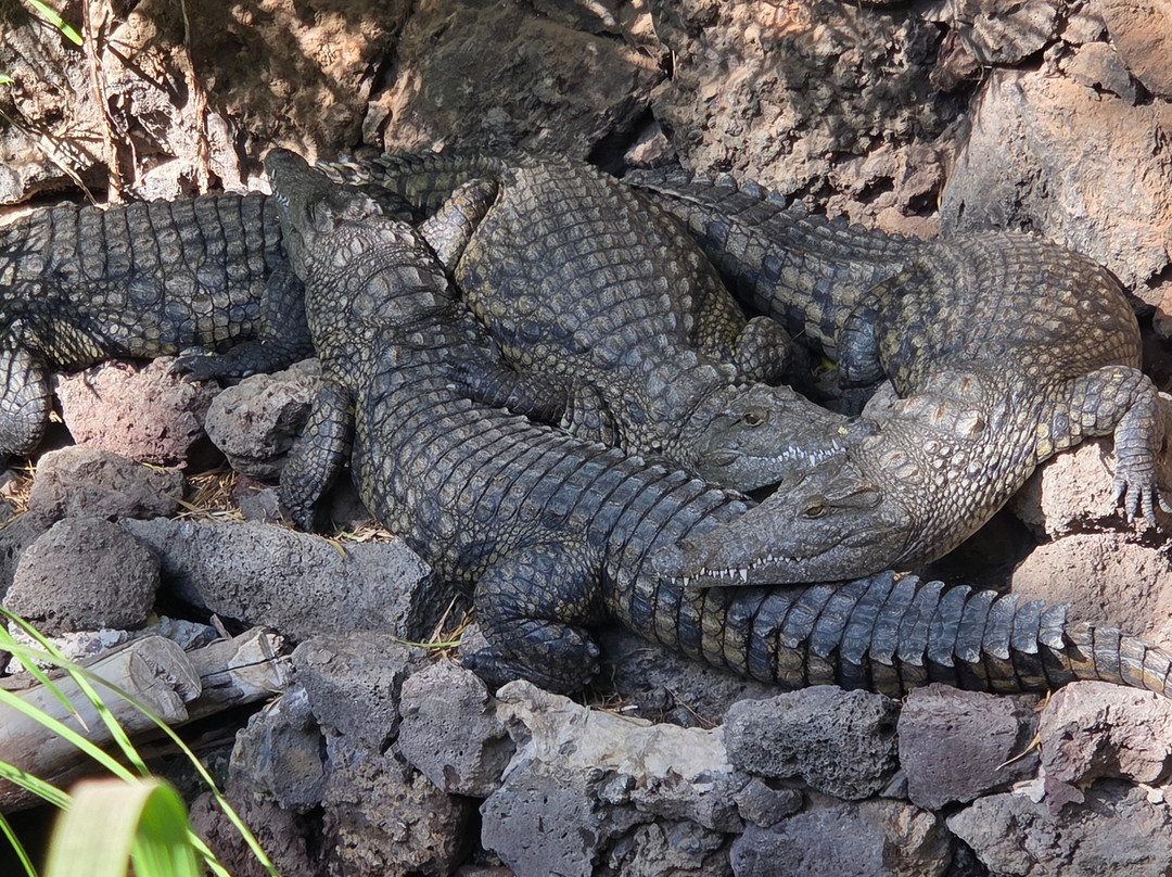 Jardin Botanico-La Lajita必去景点
