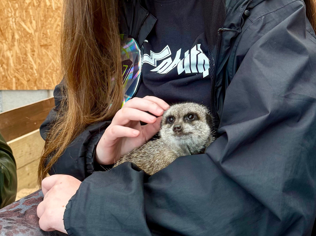 Holmes Chapel Zoo-Holmes Chapel必去景点