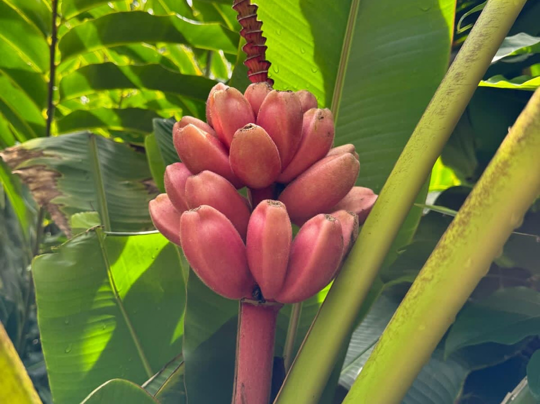 Kot Man-Ya Exotic Flower Garden-皇家沙滩必去景点