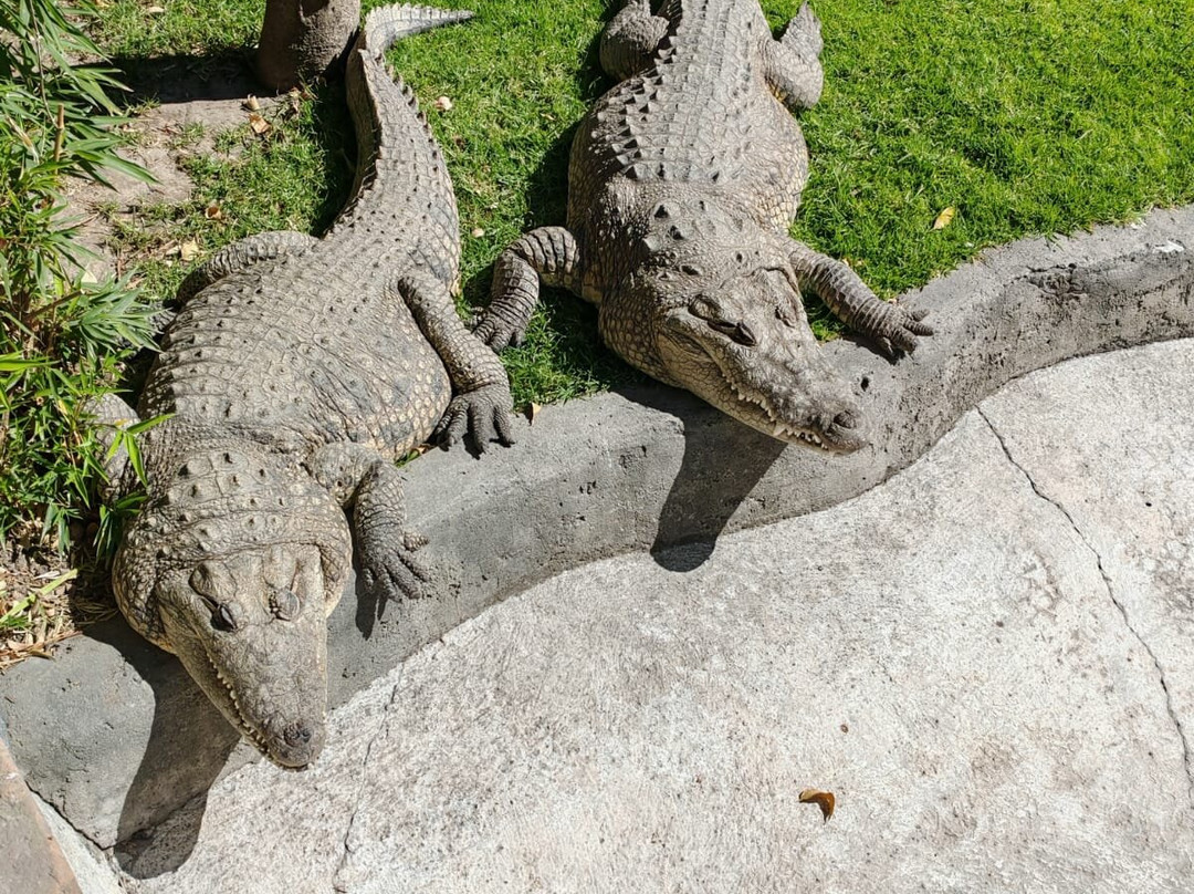 Zoo Parque Loro Puebla-普埃布拉必去景点