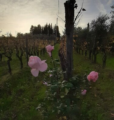 Castello di Montefioralle-格雷韦伊恩基亚恩蒂必去景点