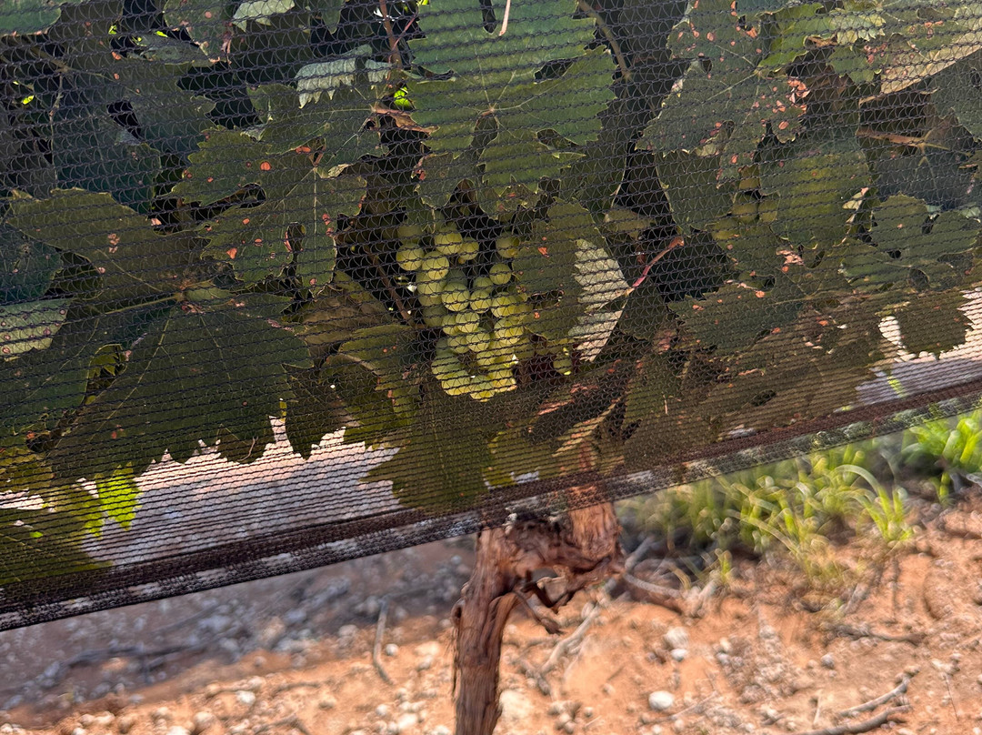 Oswald Vineyard-Brownfield必去景点