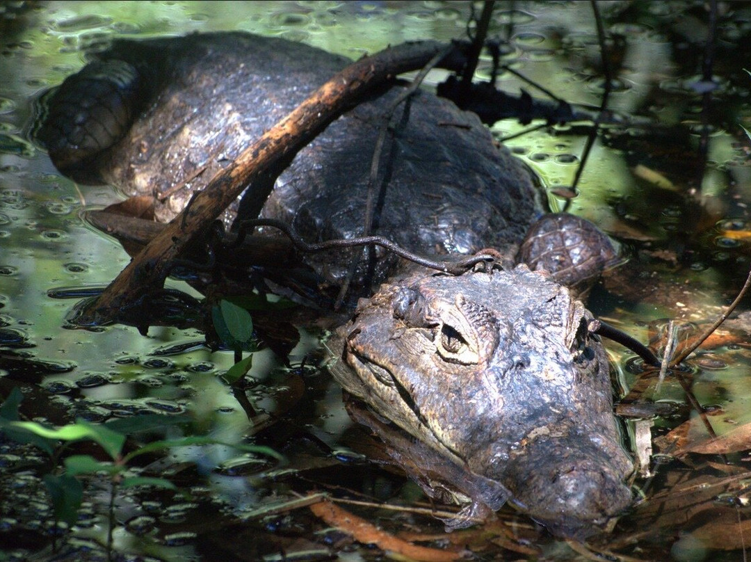 Reserva Natural Sanguare-Rincon del Mar必去景点