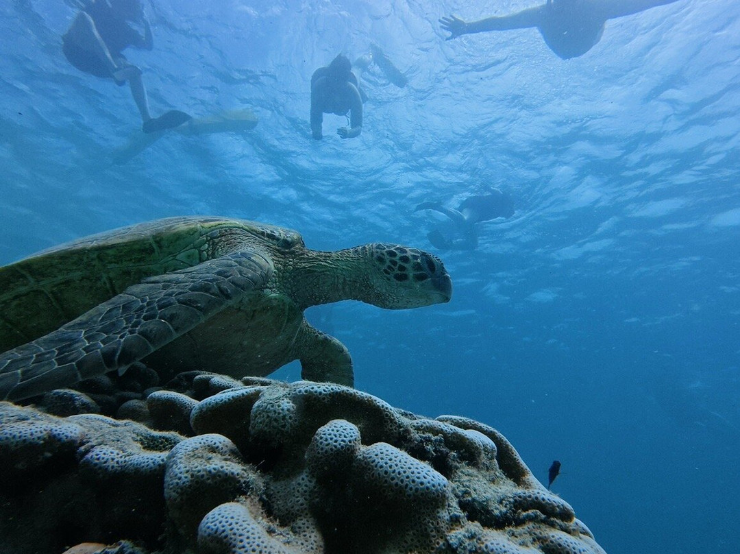 Go Local Cook Islands-堤堤卡维加必去景点