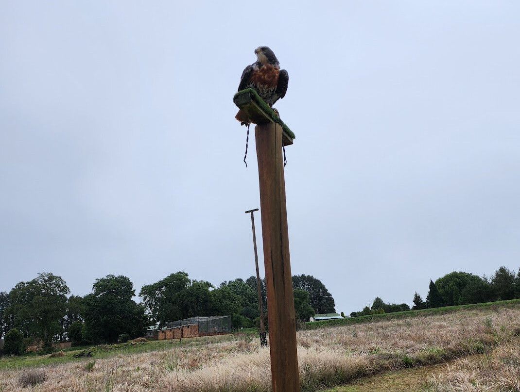 Dullstroom Bird of Prey & Rehabilitation Centre-德尔斯特鲁姆必去景点