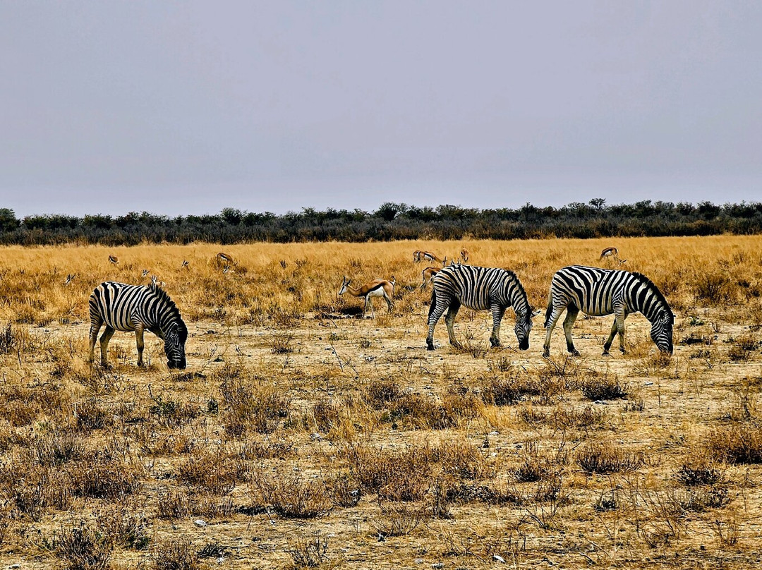 Etosha National Park-Okaukuejo必去景点