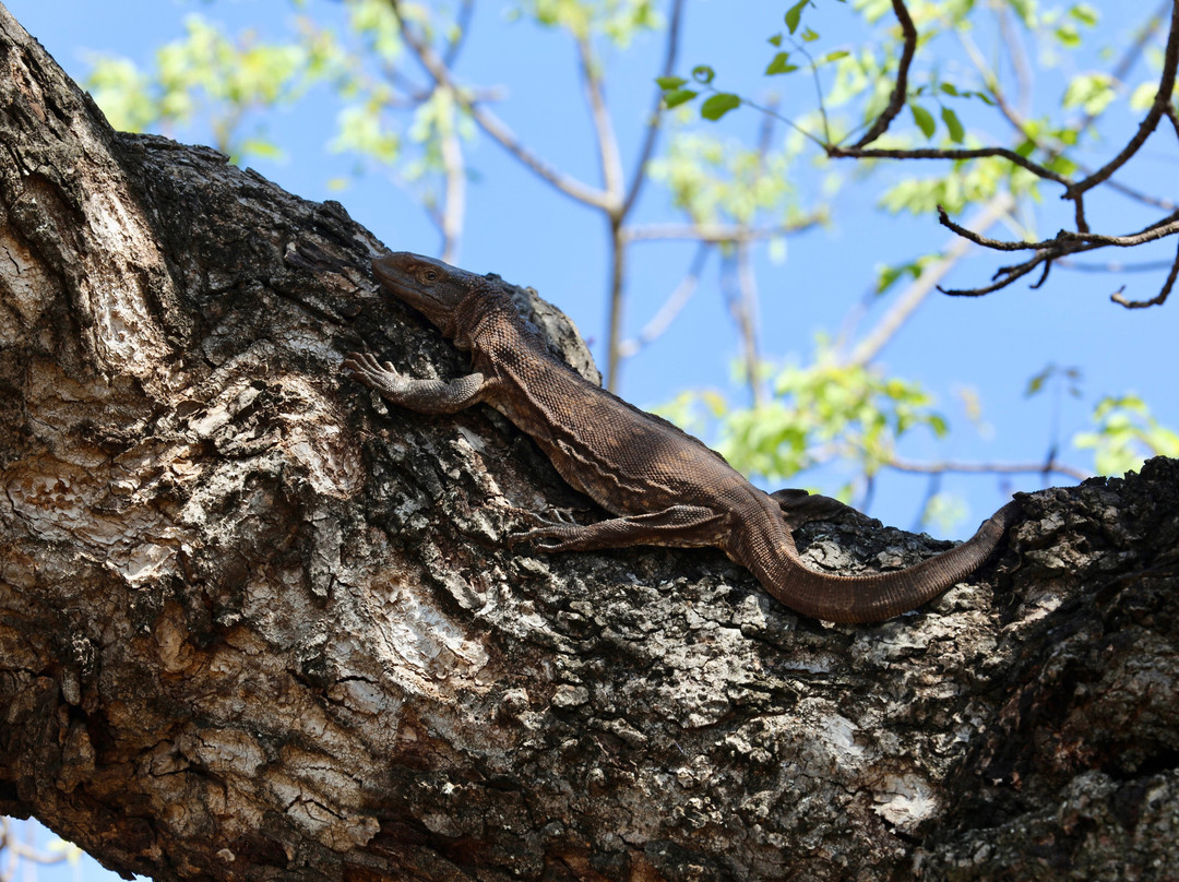 Endless Summer Tours-德班必去景点