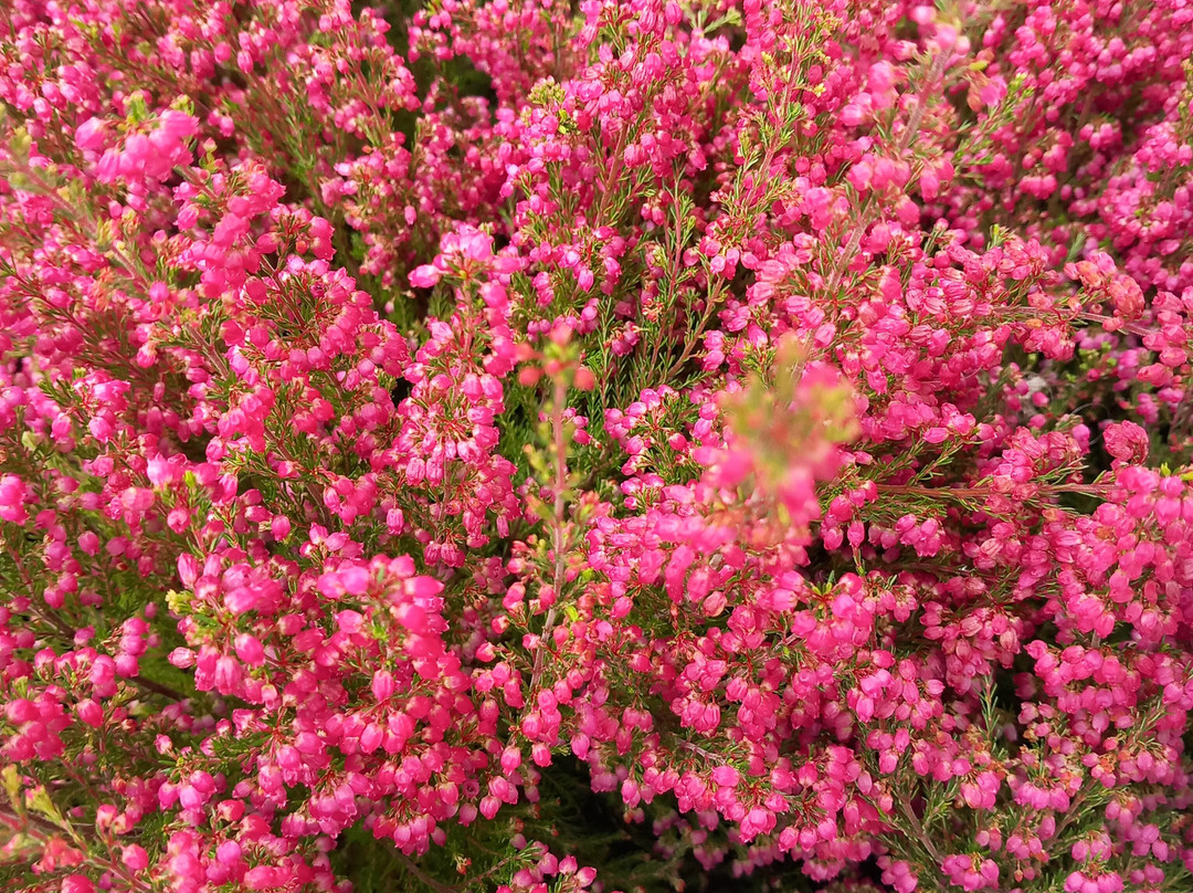 Burg Meersburg-梅尔斯堡（博登湖）必去景点