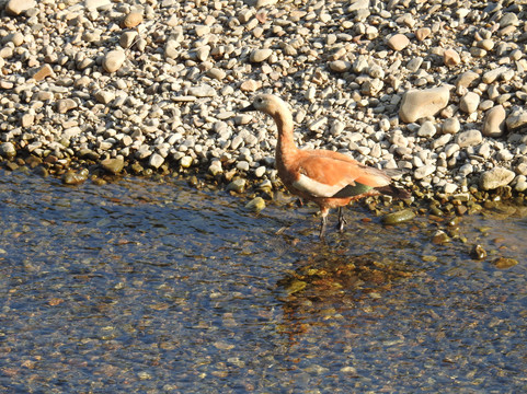 Silent Adventure Chitwan-苏拉哈必去景点