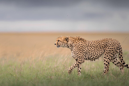 Serengeti Travels-阿鲁沙必去景点