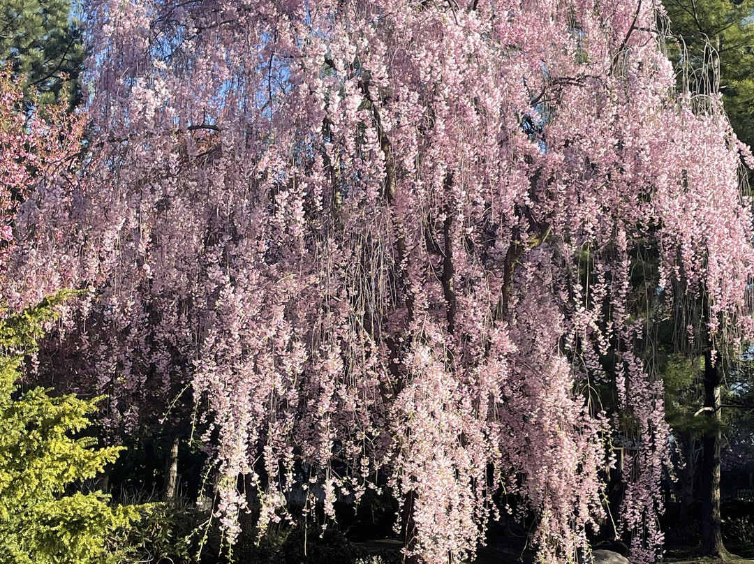 Kariya Park-米西索加必去景点