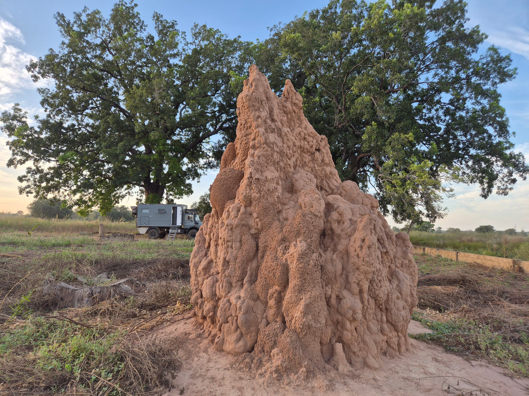 Smiley, Your Eco-Nature Guide in Kuntaur Gambia