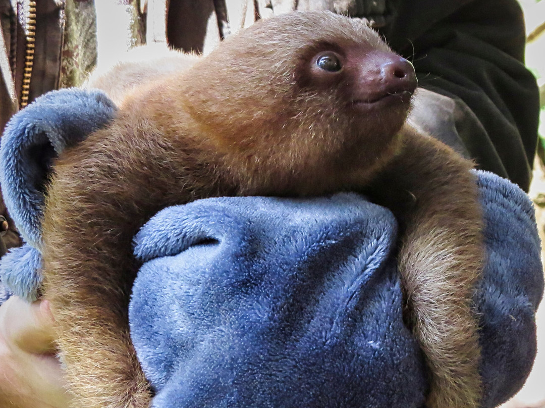 Costa Rica Animal Rescue Center-Turrucares必去景点