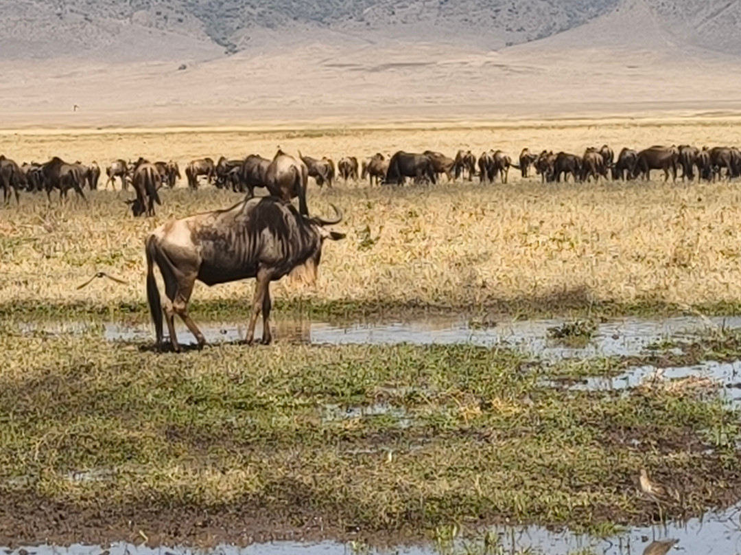 Wajefya Expeditions Ltd-Arusha Chini必去景点