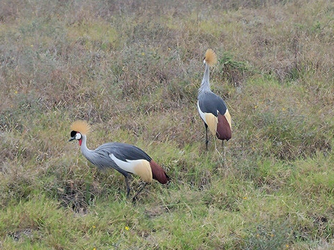 Steri Tours and Travel-内罗毕必去景点