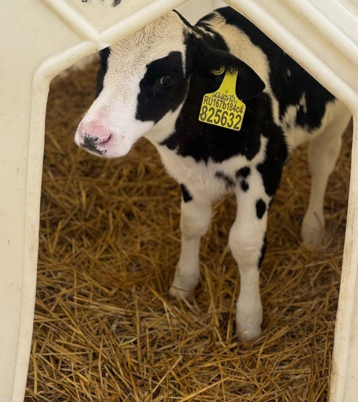 Dairy Farm EkoNiva-Burtsevo必去景点