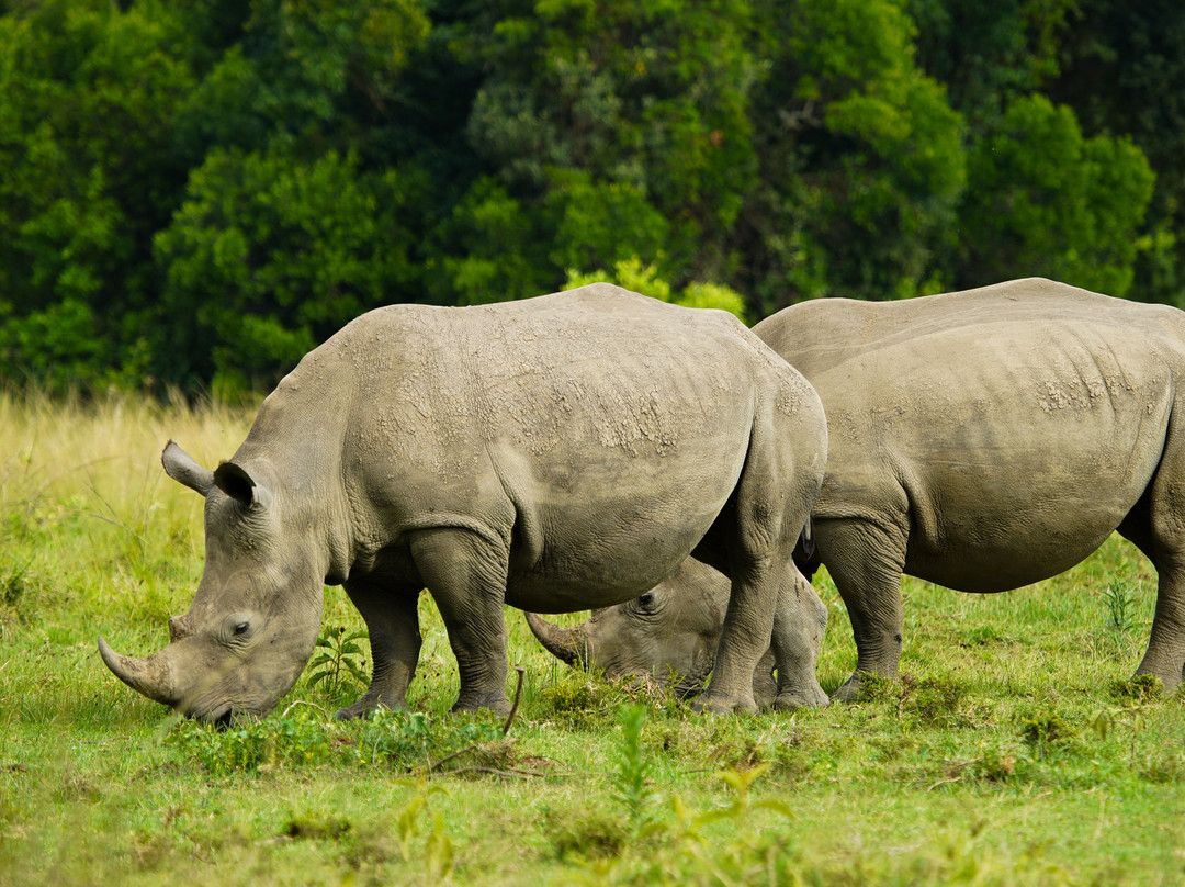 Top Africa Safaris-迪亚尼必去景点