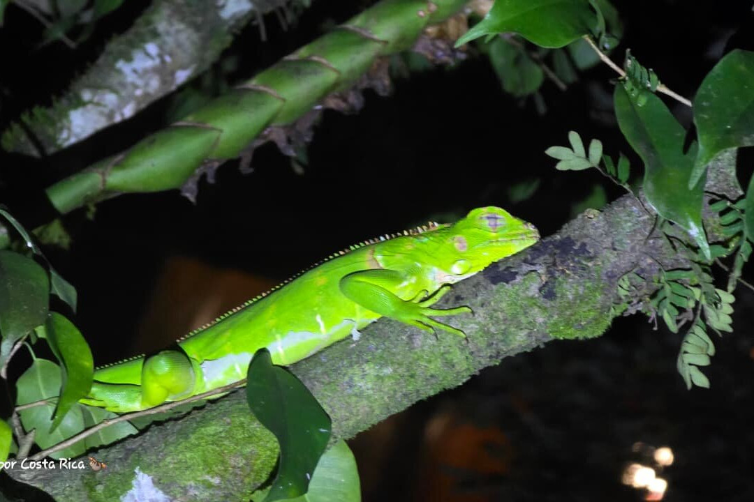 Viaja por Costarica-Punta Uva必去景点