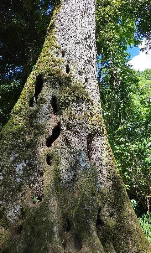 Los Saltos del Mocona-Province of Misiones必去景点