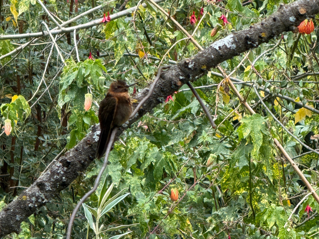 Santuario de colibríes - Ensifera Ensifera-乌鲁班巴必去景点