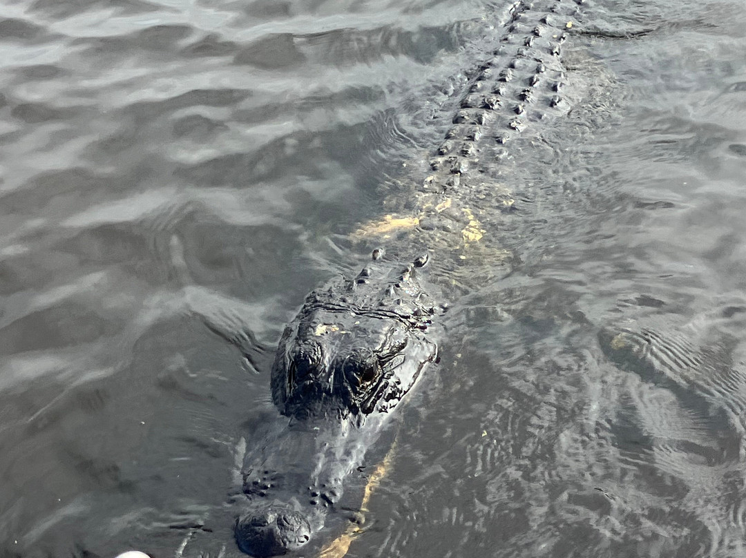 Everglades Swamp Tours-Everglades Wildlife Management Area必去景点