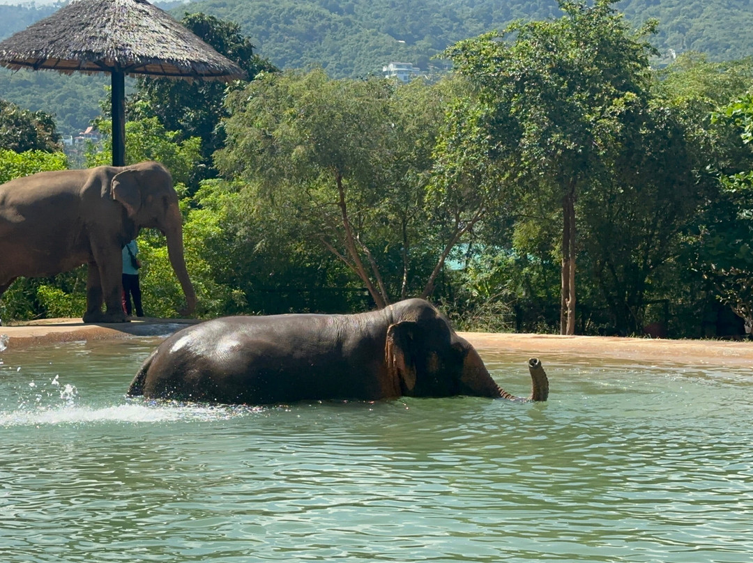 Samui Elephant Sanctuary-波普特必去景点